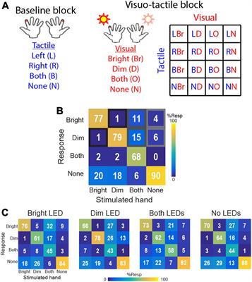 A neurocomputational analysis of visual bias on bimanual tactile spatial perception during a crossmodal exposure